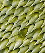 Carnivorous plant leaf scales,SEM