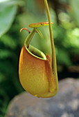Pitcher plant (Nepenthes bicalcarata)