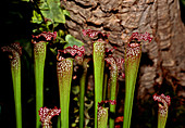 Pitcher plants,Nepenthes inermis