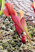 Pitcher plant (Sarracenia x chelsonii)
