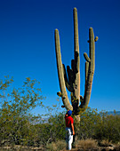 Sahuaro cactus in Arizona