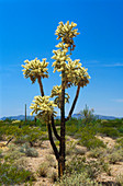 Cholla cactus plant