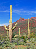Organ pipe cacti in desert,USA