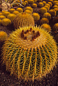 Spherical cactus