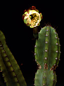 Night blooming cactus,flower opening