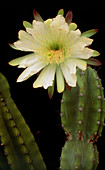 Night blooming cactus (Cereus sp.) flower