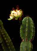 Night blooming cactus,flower closed