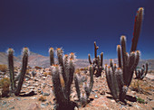 Cacti,Atacama desert,Chile