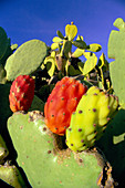 Prickly pears