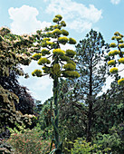 Flowering agave plant