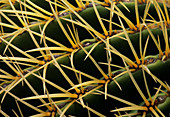 Cactus spines