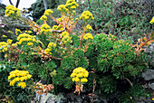 Aeonium plants