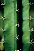 Night-blooming Cactus