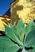 Fox tail agave (Agave attenuata)
