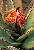 Karoo aloe flower
