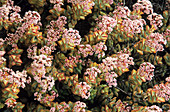 Crassula flowers