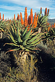 Karoo aloe plants