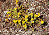 Stonecrop flowers