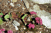 Stonecrop flowers