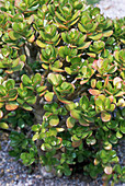 Crassula plant