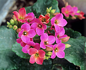 Kalanchoe x hybridus flowers