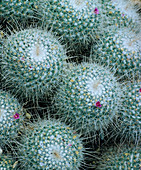 Mammillaria geminispina cactus