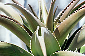 Agave