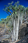 Bottle trees (Pachypodium sp.)