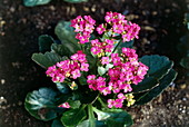 Kalanchoe 'Pink' flowers