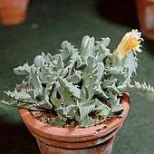 Faucaria flower (Faucaria ryneveldiae)