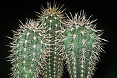 Cacti