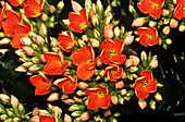 Kalanchoe flowers (Kalanchoe sp.)