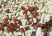 English stonecrop (Sedum anglicum,red)