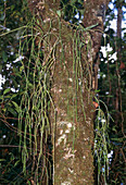 Mistletoe cactus (Rhipsalis baccifera)