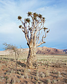 Quiver tree (Aloe dichotoma)