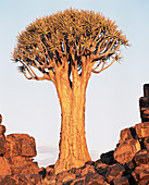 Quiver tree (Aloe dichotoma)