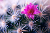 Mammillaria sp. cactus flower