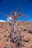 Bottle tree (Pachypodium sp.)