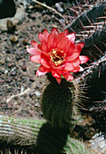 Echinopsis cactus (Echinopsis bruchii)