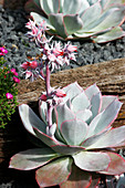 Echevaria plant (Echevaria cante)