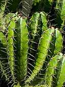 Cactus plant spines