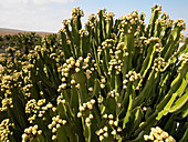Flowering cactus plants