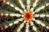Barrel cactus spines