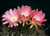 Cactus flowers (Echinopsis pentlandii)