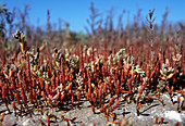 Salt-tolerant plants,Aral Sea