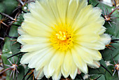 Cactus flower (Coryphantha longicornis)