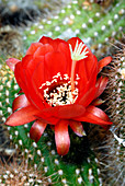 Cactus (Echinopsis andagalensis)