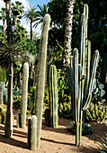 Cacti garden