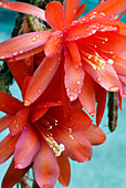 Cactus flowers (Aporophyllum 'Vivide')