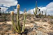Whisker cactus (Pachycereus schottii)